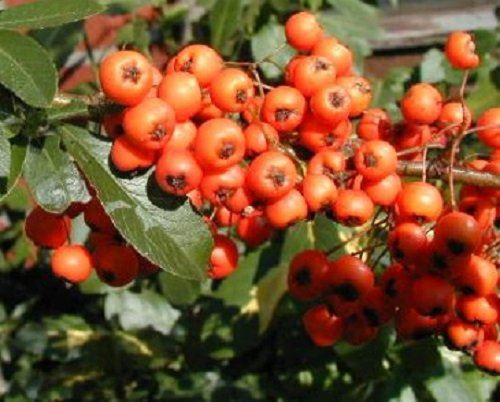 3x Pyracantha Orange Glow Evergreen Shrub 5-6ft Extra Large By Direct Plants