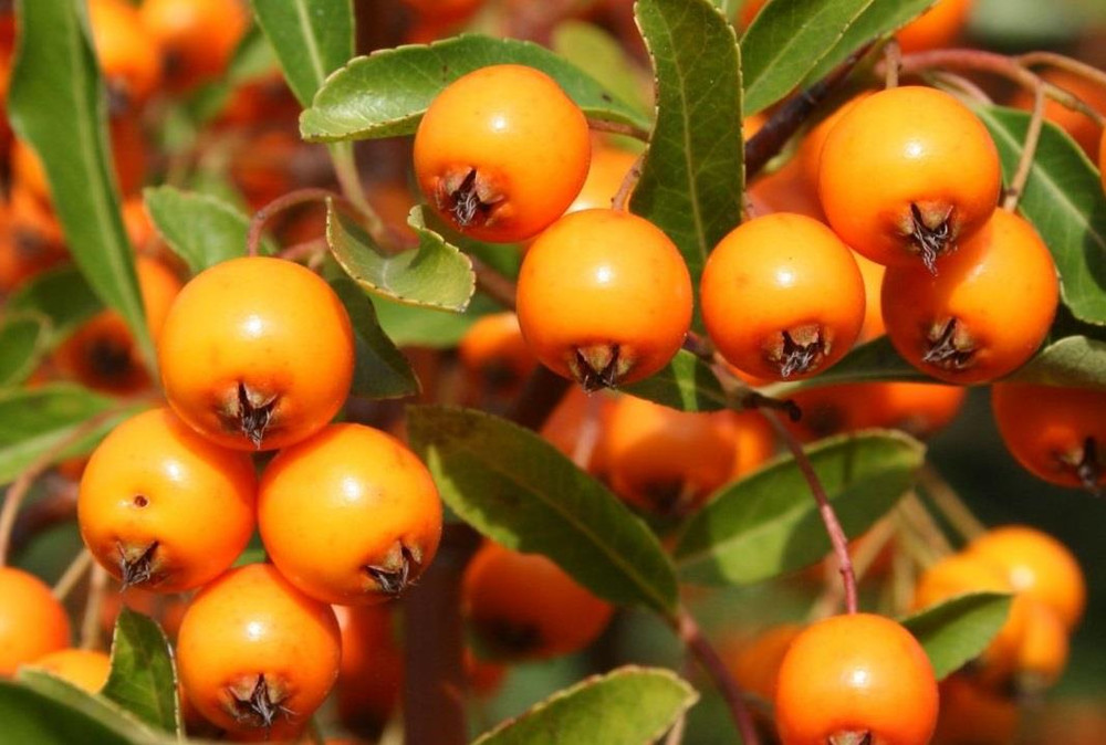 Pyracantha Orange Glow Evergreen Garden Shrubs Pack of 3 By Direct Plants