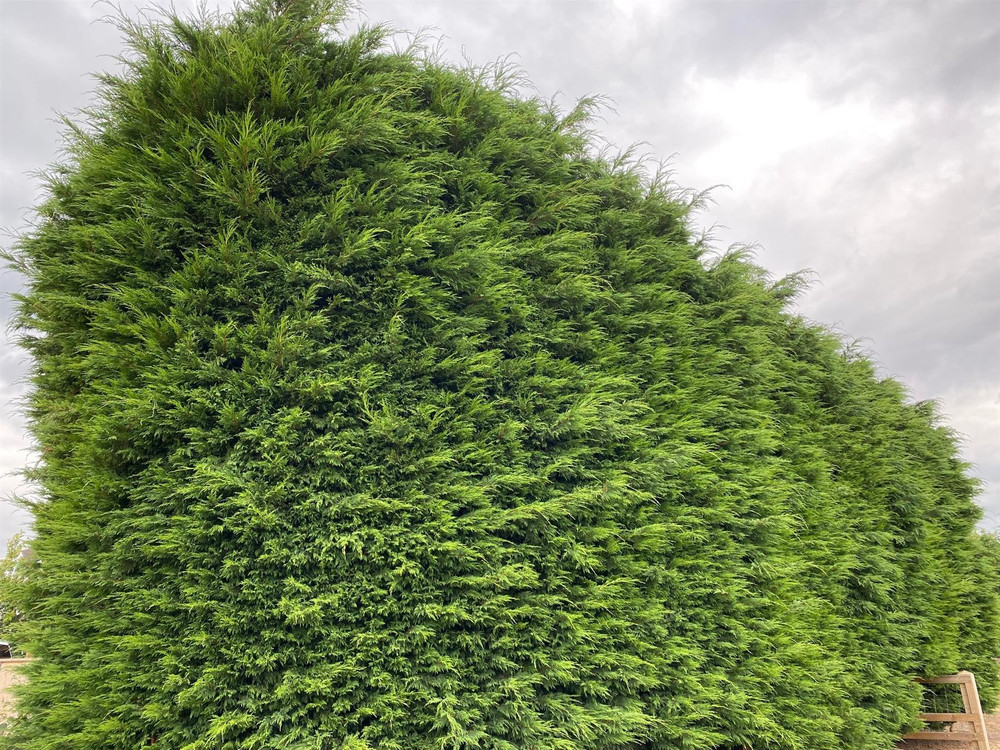 Pallet 10x 7-8ft Green Leylandii Hedging Trees Extra Large in 7.5 Litre Pots