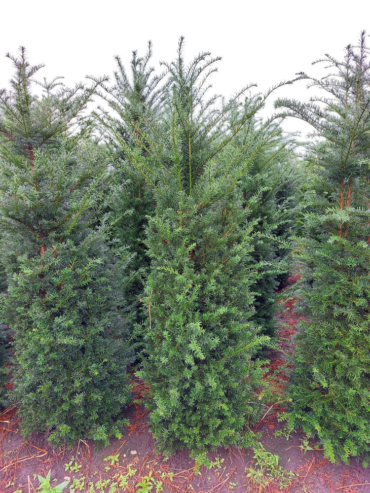 30x 6-7ft Taxus Yew Hedging Trees | Extra Large Rootball Trees for Instant Impact |By Direct Plants