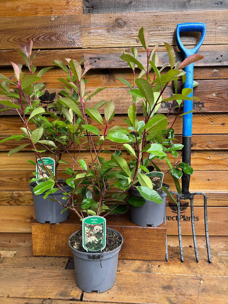 10x Large Photinia Red Robin Hedging Shrubs in 3 Litre Pots By Direct Plants