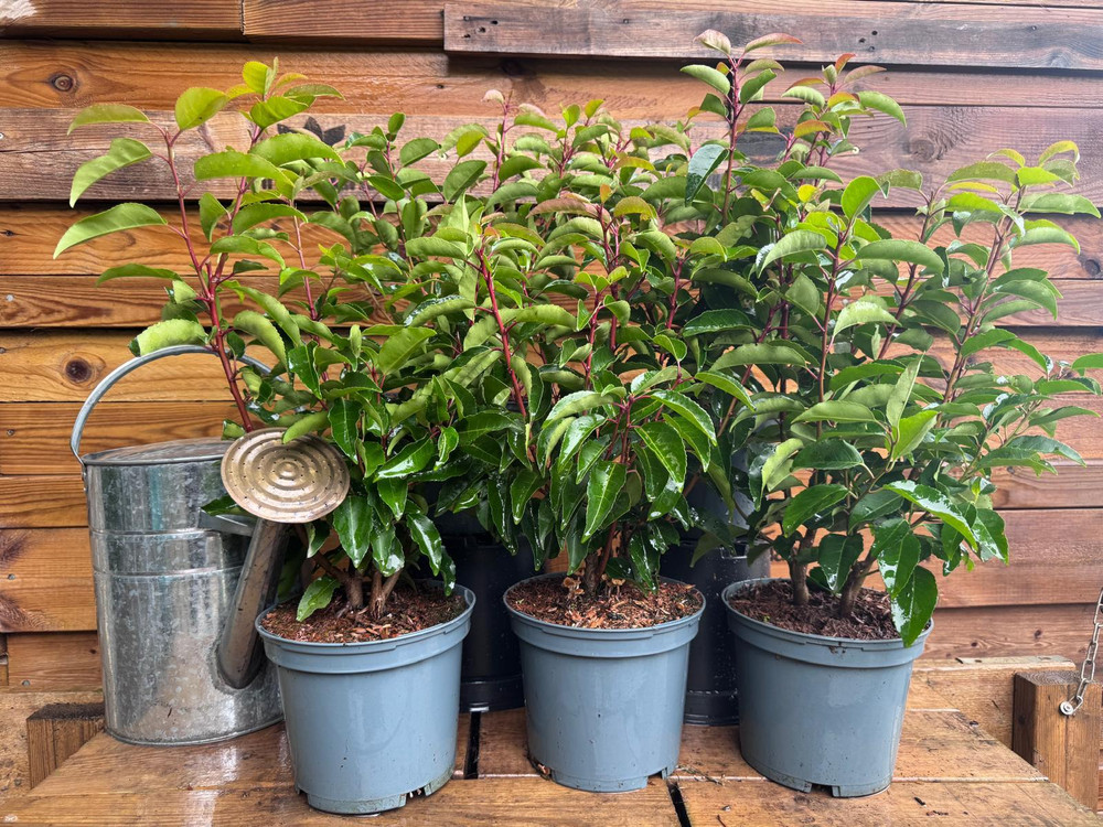 5x Large Portuguese Laurel Hedging Trees in 3 Litre Pots By Direct Plants