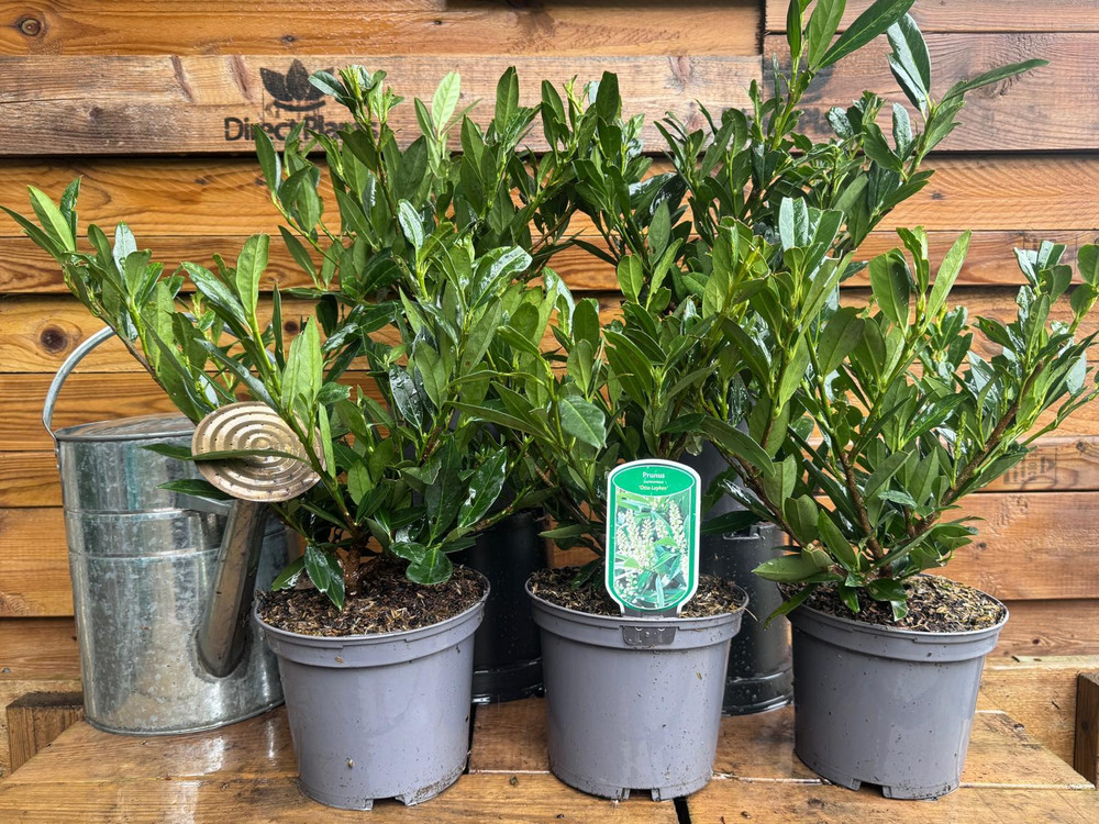 10x Large Prunus Otto Luyken Compact Laurel Hedging Trees in 3 Litre Pots By Direct Plants