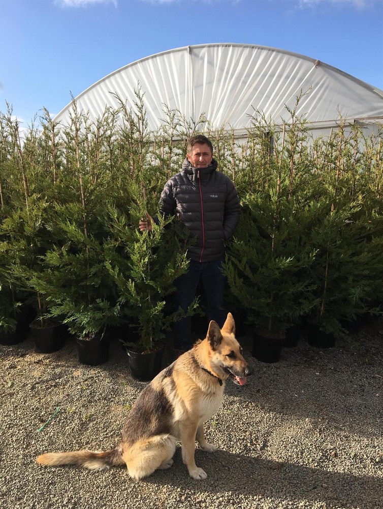 Pallet 20x Green Leylandii Cupressocyparis Hedging Tree 5-6ft Large in 5 Litre Pots By Direct Plants
