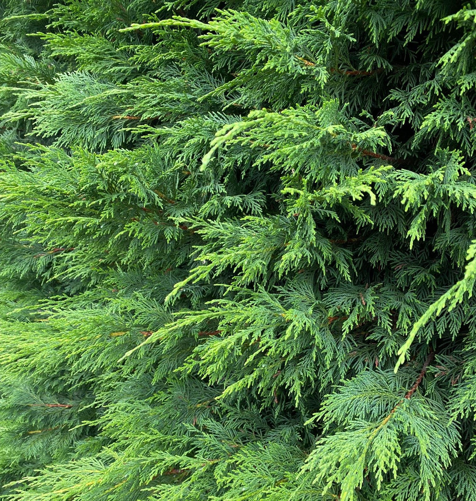 12x Green Leylandii Cupressocyparis Leylandii Hedging Trees 4-5ft Supplied in 3 Litre Pots