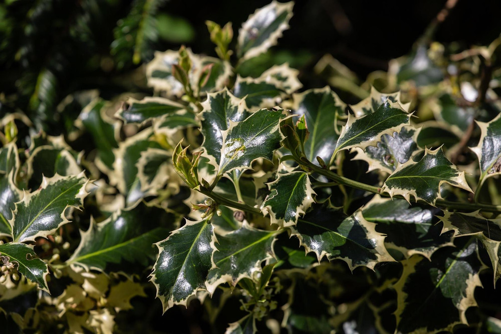 12x Ilex Argentea Aureomarginata Holly 2-3ft Large Variegated Evergreen Hedging Trees By Direct Plants