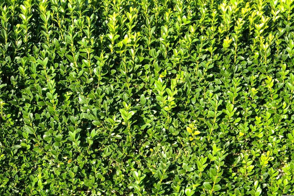 PALLET 20x Cherry Laurel Hedging 5ft+ XL Evergreen Trees 5L Pots By Direct Plants