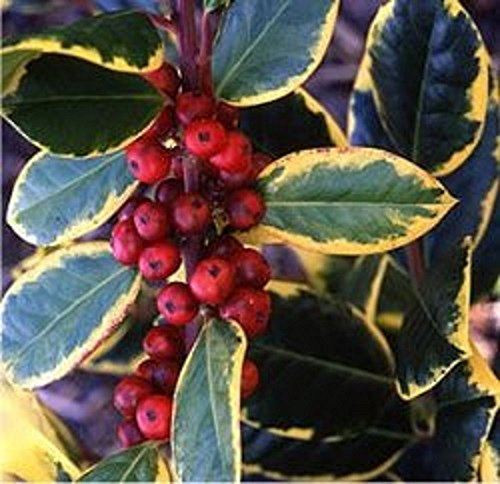 Ilex Golden King Evergreen Variegated Holly Plant Tree 2-3ft Supplied in a 3 Litre Pot
