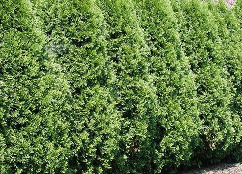 Thuja Plicata Gelderland Western Red Cedar Extra Large 6ft Pallet of 10 in 20 Litre Pots