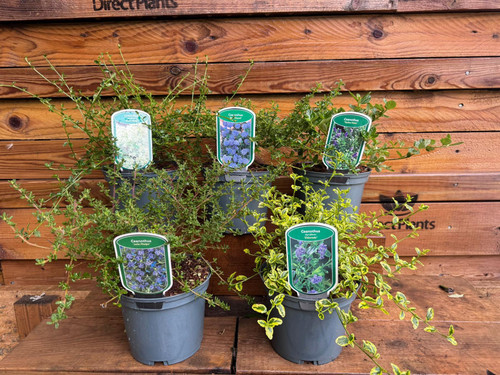 5 Mixed Large Ceanothus Lilac Shrubs in 2/3 Litre Pots By Direct Plants