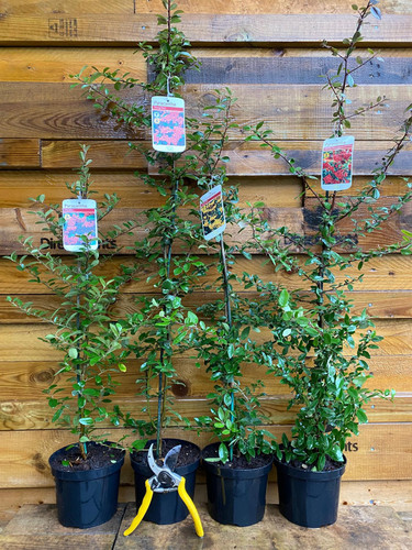 4x Mixed Pyracantha Large Plants 3–4ft Tall | Firethorn Collection in 2/3L Pots | By Direct Plants