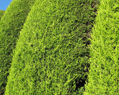 25x Golden Leylandii Castlewellan Evergreen Hedging Trees in Pots By Direct Plants