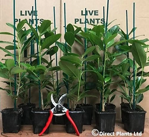 Prunus Cherry Laurel Hedging Plants Pack of 10 30-40cm in Pots By Direct Plants