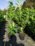 Cherry Laurel Evergreen Hedging Plants Large 3-4ft Supplied in 3 Litre Pots