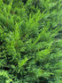 Green Leylandii Cupressocyparis Leylandii Hedging Trees 3-4ft Supplied in 3 Litre Pots