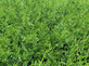 Thuja Plicata Gelderland Western Red Cedar Trees 3-4ft Supplied in 2 Litre Pots