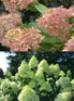 Hydrangea Paniculata Limelight Shrub Plant Huge Flowers Supplied in a 3 Litre Pot