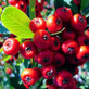 4X 4FT LARGE MIXED PYRACANTHA PLANTS EVERGREEN SHRUBS POTTED (4 COLOURS)