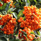 4X 4FT LARGE MIXED PYRACANTHA PLANTS EVERGREEN SHRUBS POTTED (4 COLOURS)