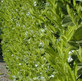 Prunus Cherry Laurel Trees Pallet of 10 5-6ft Tall Extra Large in 10 Litre Pots