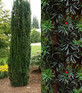 Taxus Fastigiata Robusta Column Yew Tree Large Plant Supplied in a 3 Litre Pot By Direct Plants