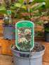 3 Extra Large Photinia Red Robin Hedging Shrubs in 3 Litre Pots By Direct Plants
