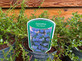 5 Mixed Large Ceanothus Lilac Shrubs in 2/3 Litre Pots By Direct Plants