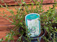 5 Mixed Large Ceanothus Lilac Shrubs in 2/3 Litre Pots By Direct Plants