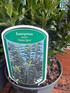 5 Large Euonymus Green Spire Evergreen Shrubs in 2/3 Litre Pots Box Buxus Alternative By Direct Plants