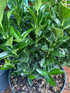 5 Large Euonymus Green Spire Evergreen Shrubs in 2/3 Litre Pots Box Buxus Alternative By Direct Plants