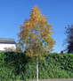 3x Betula Ermanii Cream Bark Birch Trees Large 5ft Tall in Pots By Direct Plants