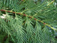 10X LARGE 4-5FT GREEN LEYLANDII TREES - EVERGREEN HEDGING PLANTS - 3L POTTED
