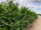 10 Large Thuja Plicata Gelderland Western Red Cedar Trees 4ft in 3 Litre Pots By Direct Plants