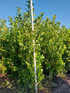 20x 8-10ft Cherry Laurel Hedging Trees | Extra Large Rootball Trees for Instant Impact |By Direct Plants