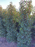 30x 7-8ft Portuguese Laurel Hedging Trees | Extra Large Rootball Trees for Instant Impact |By Direct Plants
