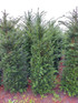 30x 6-7ft Taxus Yew Hedging Trees | Extra Large Rootball Trees for Instant Impact |By Direct Plants