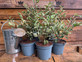 5x Large Variegated Portuguese Laurel Hedging Trees in 3 Litre Pots By Direct Plants