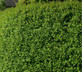 10x Large Ligustrum Ovalifolium Green Privet | 3-4ft Tall | Supplied By Direct Plants