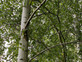 10x Extra Large Silver Birch Trees 100-120cm Tall Supplied in Pots By Direct Plants
