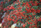 5x Pyracantha Red Column Evergreen Shrubs Large By Direct Plants