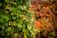 5x Green Beech Hedging Plants Trees 40-60cm in 3 Litre Pots By Direct Plants