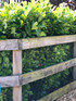 Prunus Cherry Laurel Hedging Plants Pack of 10 30-40cm in Pots By Direct Plants