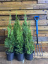 6x Large Thuja Smaragd Cedar Hedging Conifer Trees 60-80cm in 3 Litre Pots By Direct Plants