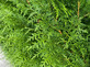 6x Thuja Plicata Gelderland Western Red Cedar 3-4ft Large Evergreen Trees in 3 Litre Pots By Direct Plants