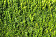 12x Cherry Laurel Hedging Plants 2-3ft Large Evergreen Screening Trees in Pots By Direct Plants