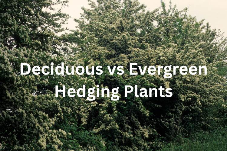 Deciduous vs Evergreen Hedging Plants
