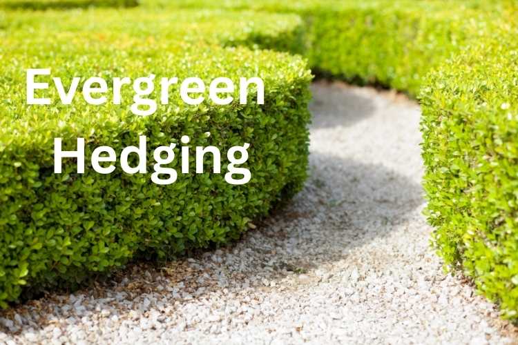 Evergreen Hedging Plants: Year-Round Stars for Every Season