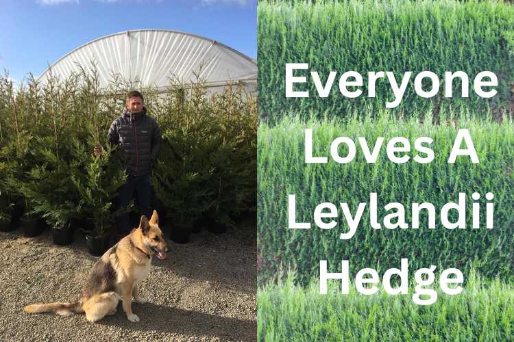 Leylandii Hedge Pros and Cons  