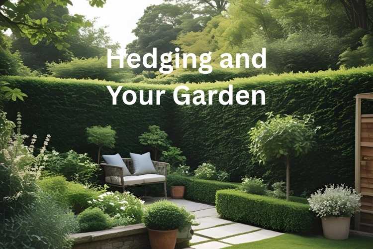Choosing Planting and Caring for Your Hedge
