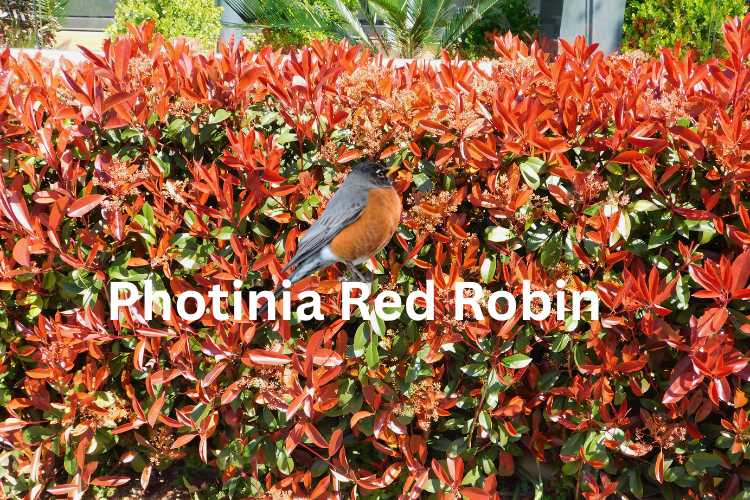 Photinia Red Robin Hedging Trees
